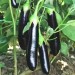 Brinjal Black Long - Image 2